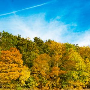 Autumn Colour