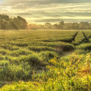 Fields near The Drift