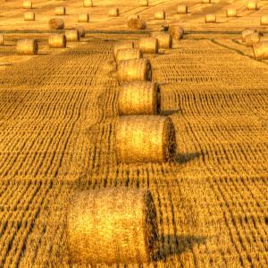 The Harvest
